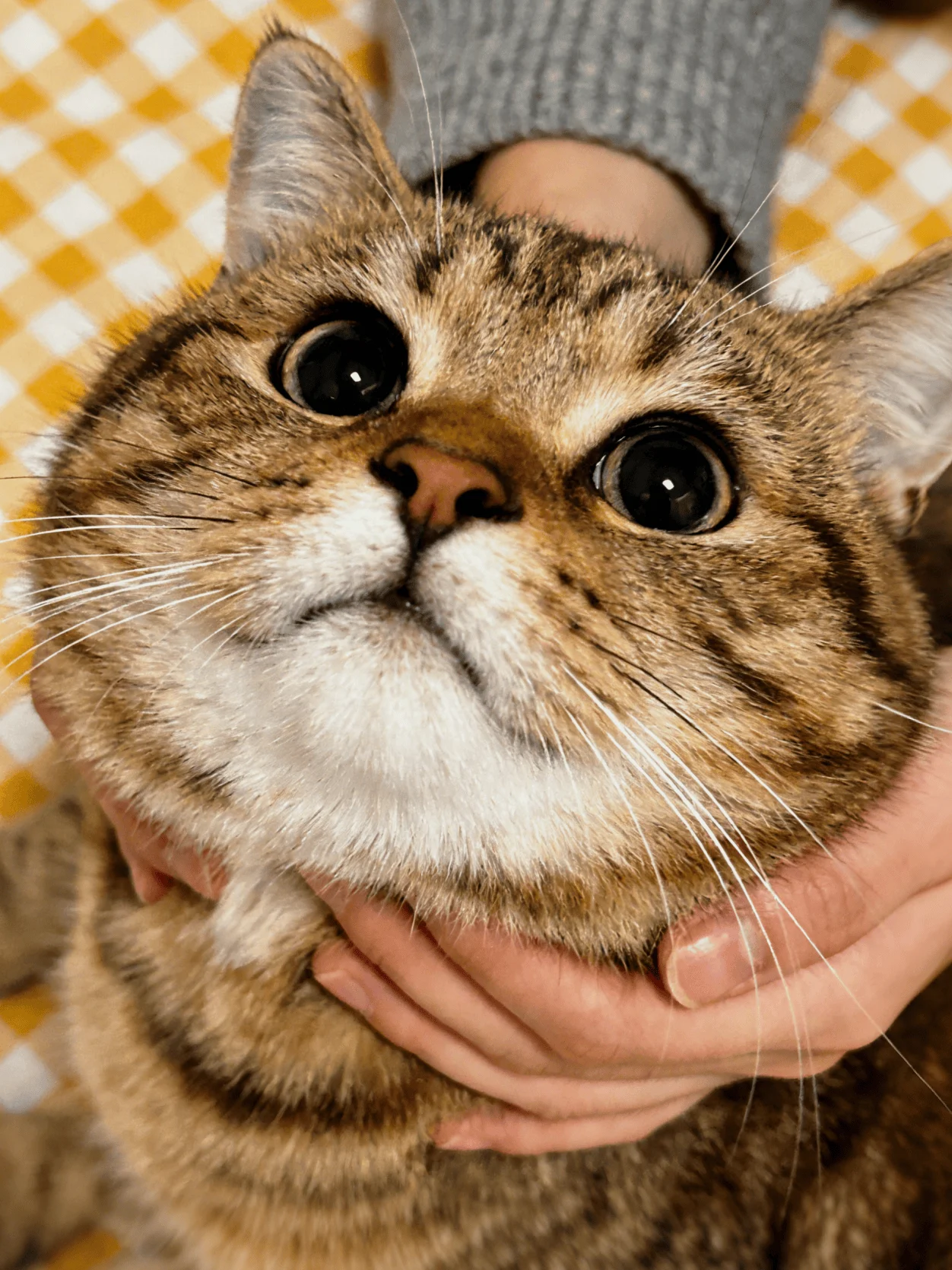 Adorabile gattino dagli occhi grandi in un dolce abbraccio